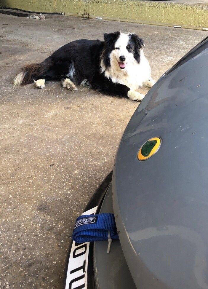 Border collie fekszik a műhelyben egy Lotus orra mellett